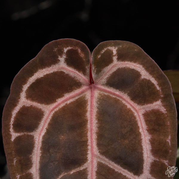 Anthurium Crystal Red '12' x  Michelle '1' by DocBlock® *vibrant red emergent*  (D49)