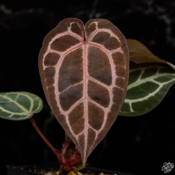 Anthurium Crystal Red '12' x  Michelle '1' by DocBlock® *vibrant red emergent*  (D49)