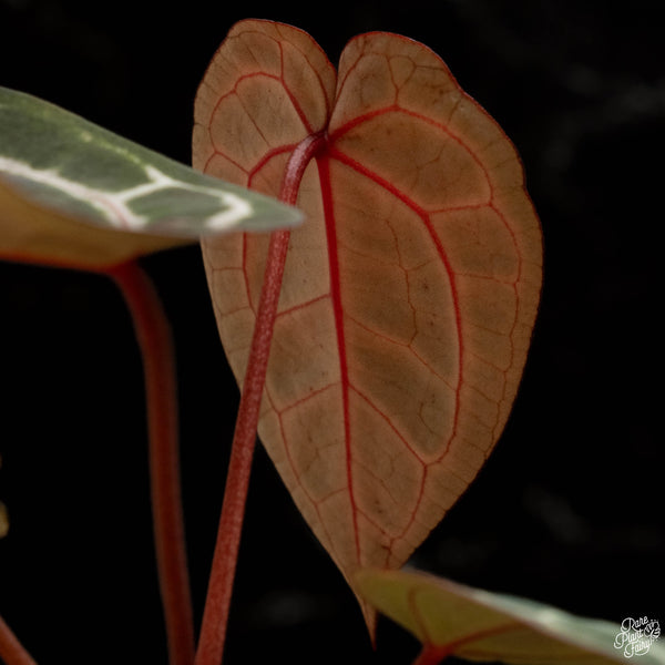 Anthurium Crystal Red '12' x  Michelle '1' by DocBlock® *vibrant red emergent*  (D49)