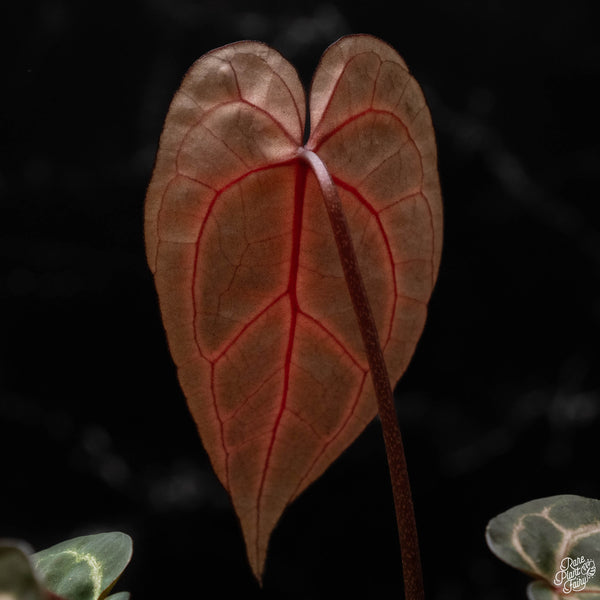 Anthurium Zara '29' x DocBlock Zara '3' by DocBlock ® (F50) *vibrant red emergent*