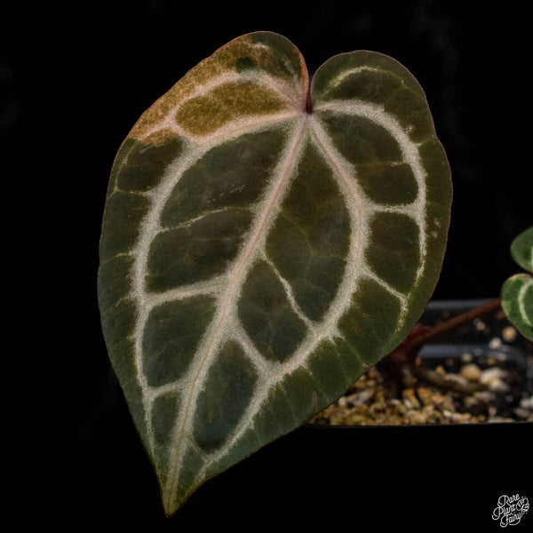 Variegated Anthurium Zara '29' x DocBlock Zara '3' by DocBlock ® (M50)