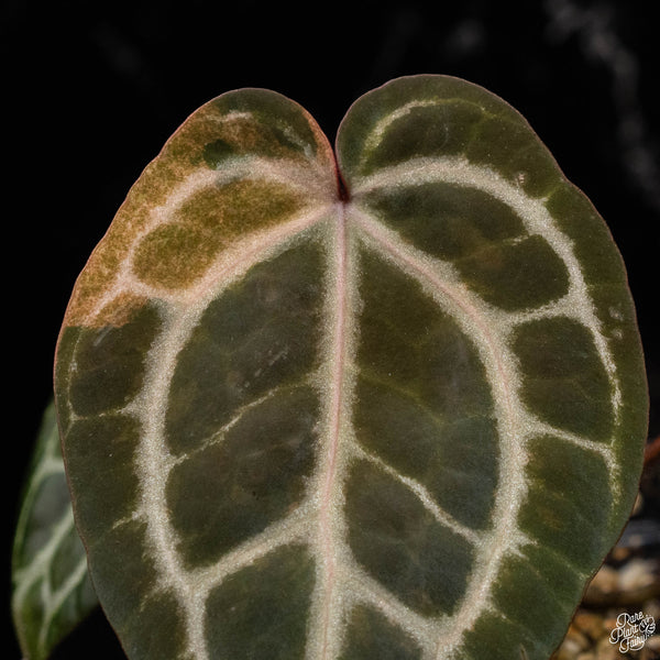 Variegated Anthurium Zara '29' x DocBlock Zara '3' by DocBlock ® (M50)