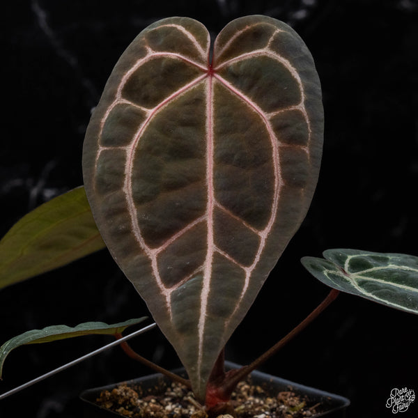 Anthurium Zara '29' x DocBlock Zara '3' by DocBlock ® (G51) *vibrant emergent*