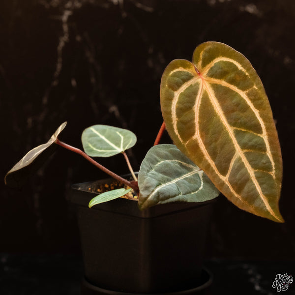 Variegated Anthurium Zara '29' x DocBlock Zara '3' by DocBlock ® (R46)