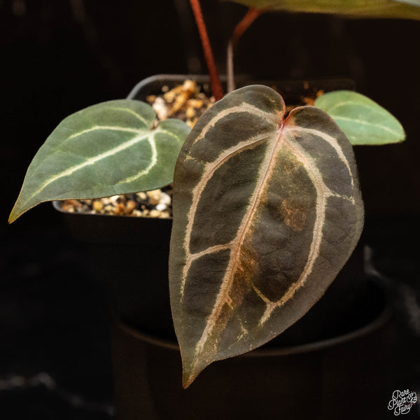 Variegated Anthurium Zara '29' x DocBlock Zara '3' by DocBlock ® (R46)