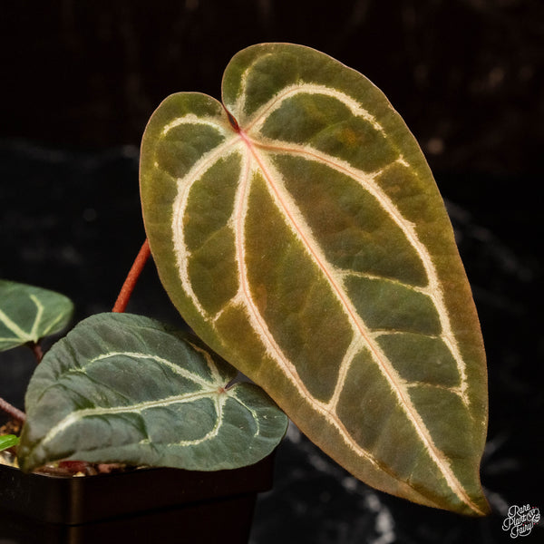 Variegated Anthurium Zara '29' x DocBlock Zara '3' by DocBlock ® (R46)