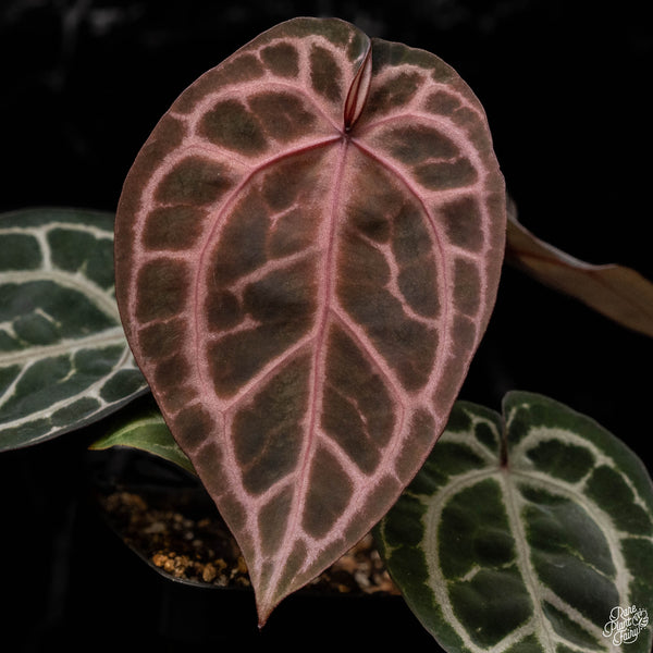 Anthurium Zara '33' x  Home, Sweet Home '32' by DocBlock® (B50)