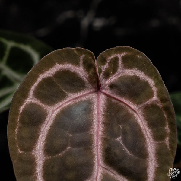 Anthurium Zara '33' x  Home, Sweet Home '32' by DocBlock® (B49) *dark purple emergent*