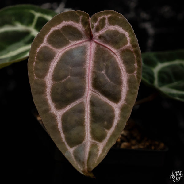 Anthurium Zara '33' x  Home, Sweet Home '32' by DocBlock® (B49) *dark purple emergent*