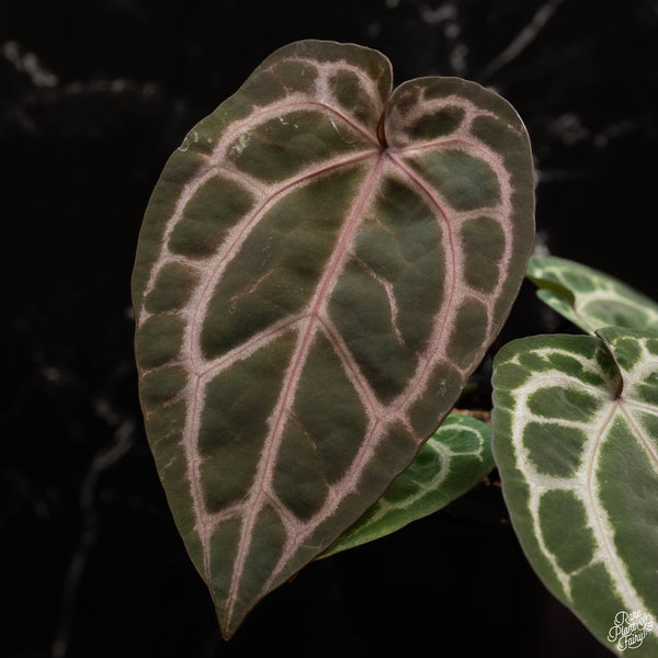 Anthurium Zara '33' x  Home, Sweet Home '32' by DocBlock® (C49) *dark purple emergent*