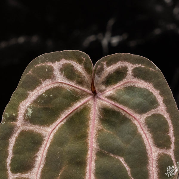 Anthurium Zara '33' x  Home, Sweet Home '32' by DocBlock® (C49) *dark purple emergent*