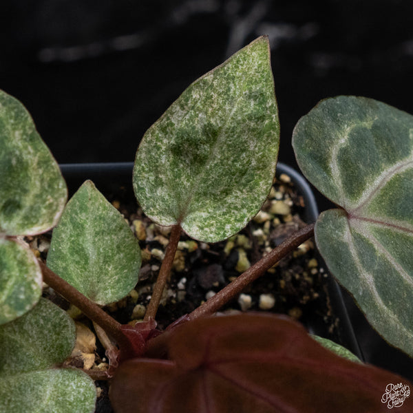 Variegated Anthurium Zara '3' x Zara '33' by DocBlock® (N51) *purple emergent & speckled leaves*