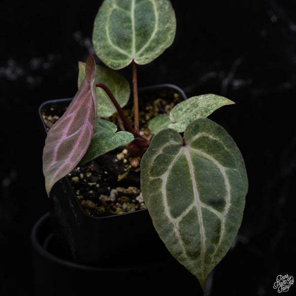 Variegated Anthurium Zara '3' x Zara '33' by DocBlock® (N51) *purple emergent & speckled leaves*