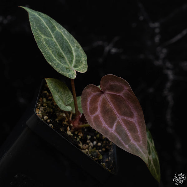 Variegated Anthurium Zara '3' x Zara '33' by DocBlock® (N51) *purple emergent & speckled leaves*