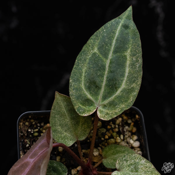 Variegated Anthurium Zara '3' x Zara '33' by DocBlock® (N51) *purple emergent & speckled leaves*