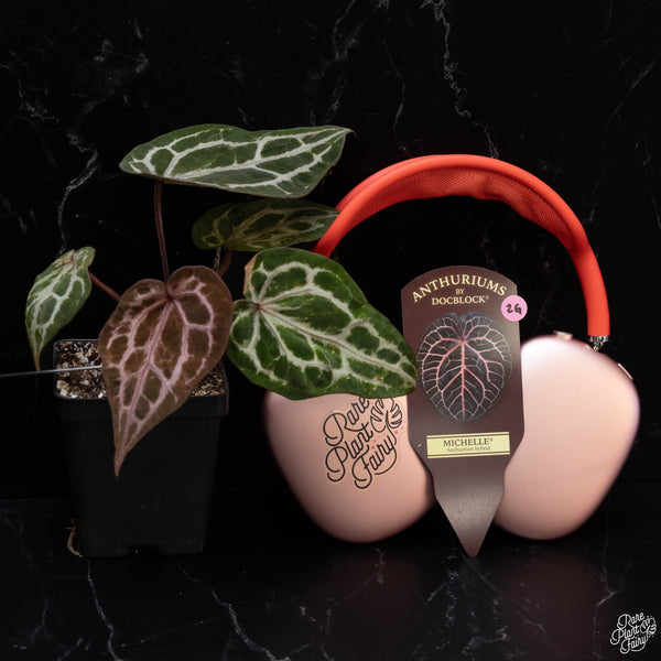 Variegated Anthurium Michelle by DocBlock® (wk2-G)