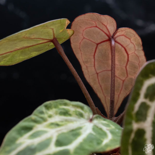 Variegated Anthurium Michelle by DocBlock® (wk2-G)