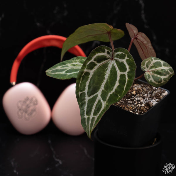 Variegated Anthurium Michelle by DocBlock® (wk2-G)