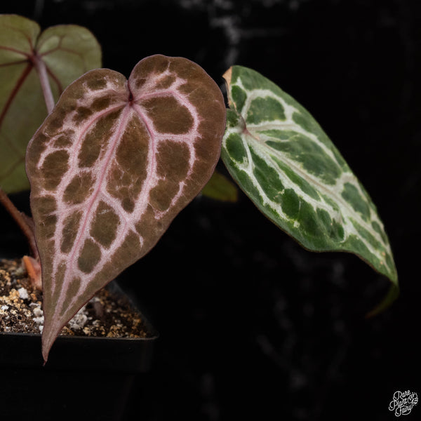 Variegated Anthurium Michelle by DocBlock® (wk2-G)