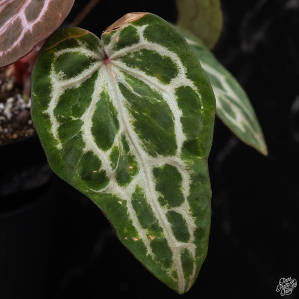 Variegated Anthurium Michelle by DocBlock® (wk2-G)