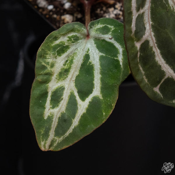 Variegated Anthurium Michelle by DocBlock® (wk2-G)