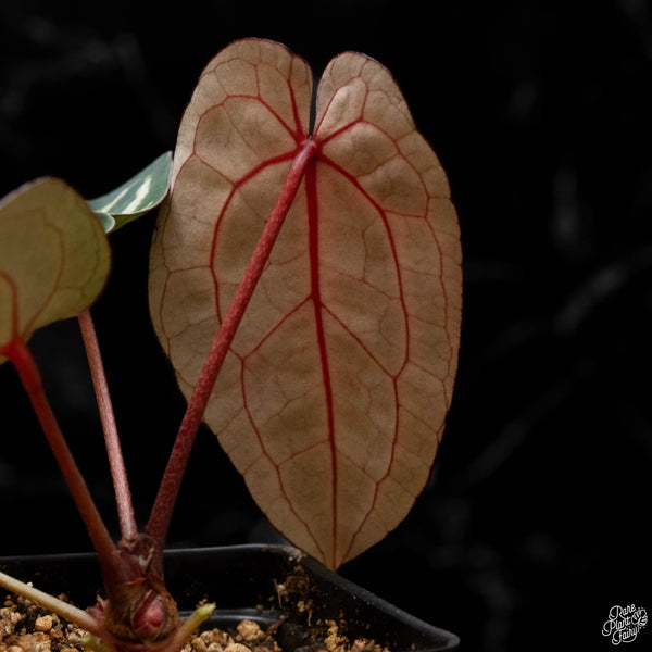 Anthurium Michelle '10' x Minerva '20' by DocBlock® (J50)