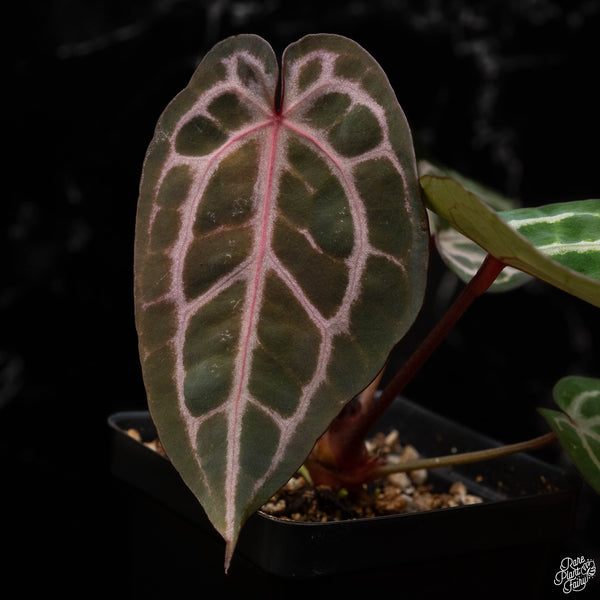 Anthurium Michelle '10' x Minerva '20' by DocBlock® (J50)