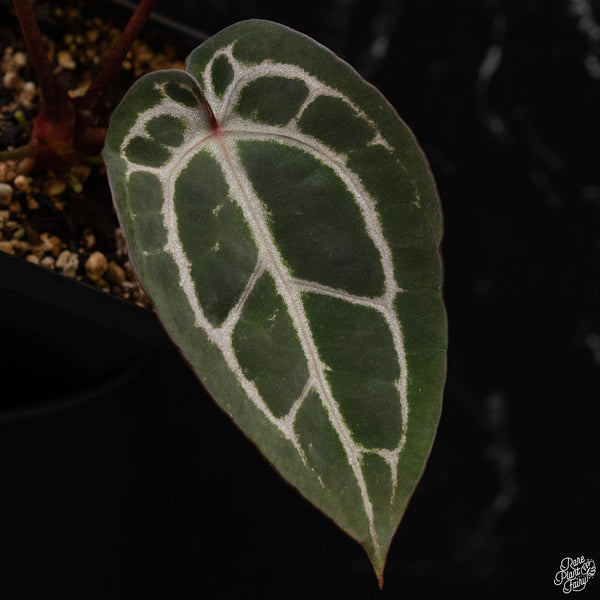 Anthurium Michelle '10' x Minerva '20' by DocBlock® (J50)