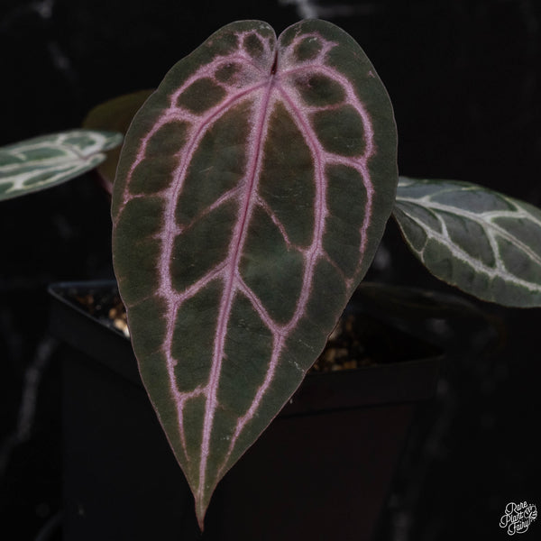 Anthurium Michelle '10' x Minerva '20' by DocBlock® (F51) *purple emergent*