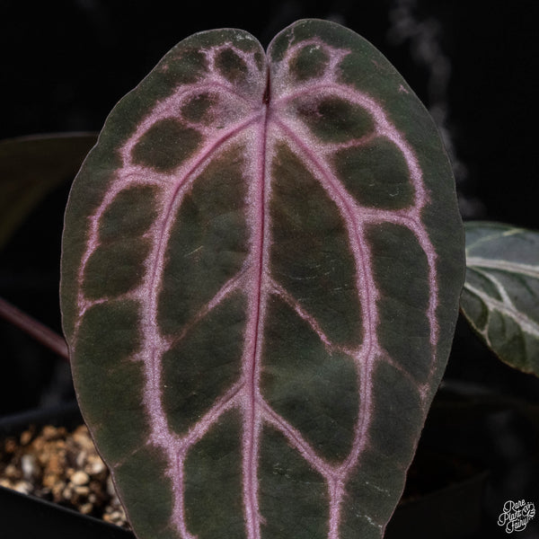 Anthurium Michelle '10' x Minerva '20' by DocBlock® (F51) *purple emergent*