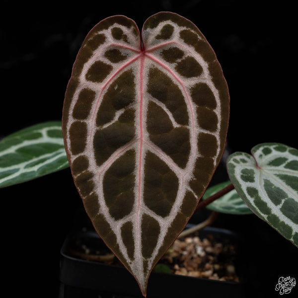 Anthurium Michelle '11' x Home, Sweet Home '32' by DocBlock® (C51) *vibrant red emergent*