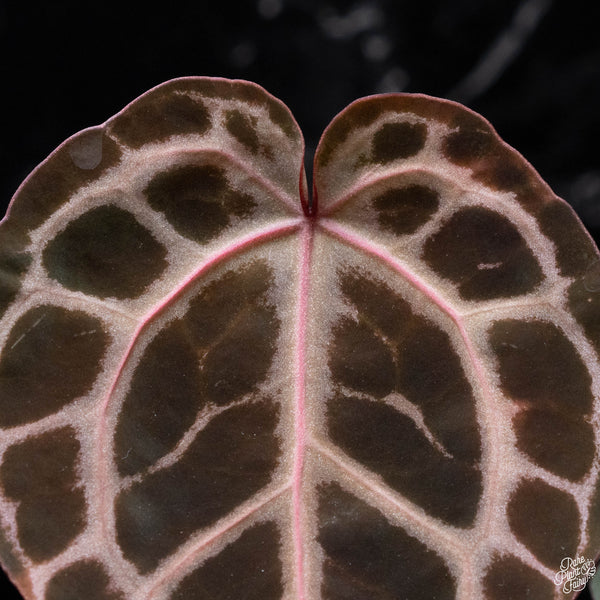 Anthurium Michelle '11' x Home, Sweet Home '32' by DocBlock® (D51) *vibrant emergent & round leaves*