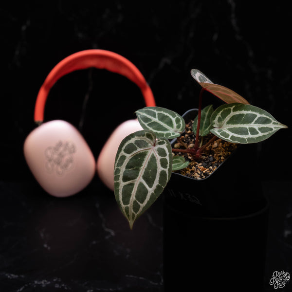 Anthurium Michelle '11' x Home, Sweet Home '32' by DocBlock® (G52)