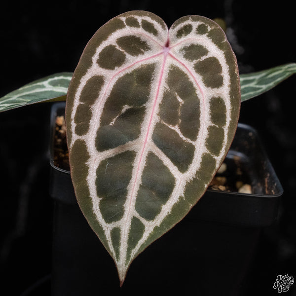 Anthurium Michelle '11' x Home, Sweet Home '32' by DocBlock® (G52)