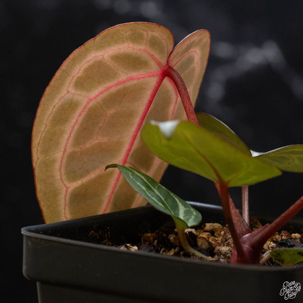 Anthurium Michelle '11' x Home, Sweet Home '32' by DocBlock® (G52)