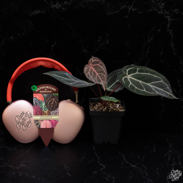 Anthurium Red Velvet Cake '24' x Home, Sweet Home '32' by DocBlock® (B51) *vibrant emergent*