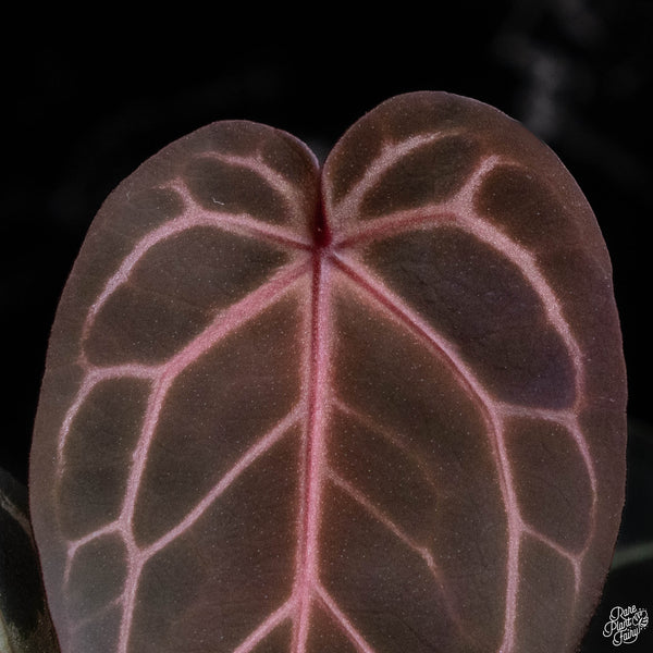 Anthurium Red Velvet Cake '24' x Home, Sweet Home '32' by DocBlock® (B51) *vibrant emergent*