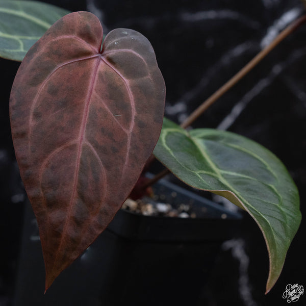 Variegated Anthurium Red Velvet Cake '24' x Home, Sweet Home '32' by DocBlock® (wk3-Q)