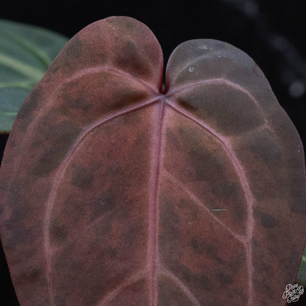 Variegated Anthurium Red Velvet Cake '24' x Home, Sweet Home '32' by DocBlock® (wk3-Q)