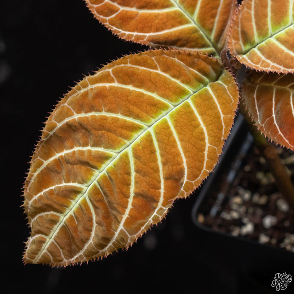 Ardisia gigantifolia 'Lightning Vein' (1A)