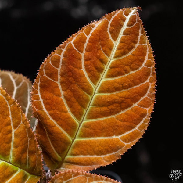 Ardisia gigantifolia 'Lightning Vein' (1A)