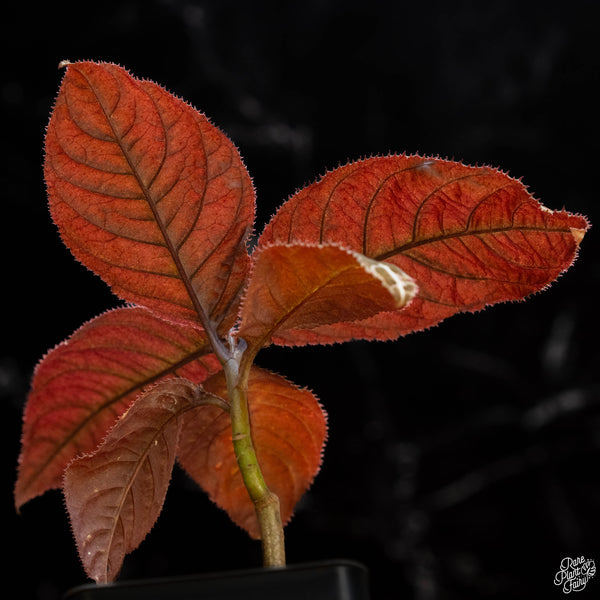 Ardisia gigantifolia 'Lightning Vein' (1A)