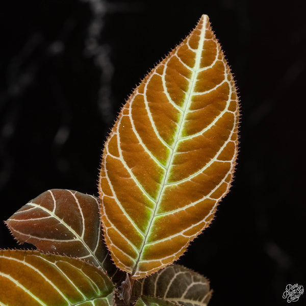 Ardisia gigantifolia 'Lightning Vein' (1B)