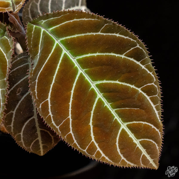 Ardisia gigantifolia 'Lightning Vein' (1B)