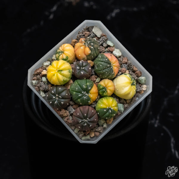 Astrophytum asterias variegated cactus