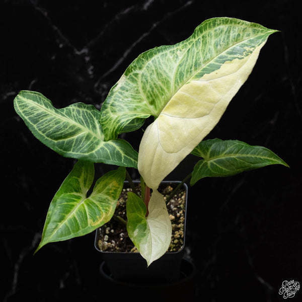 Syngonium 'Batik' albo variegated *Grower's Choice*