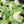 Load image into Gallery viewer, Syngonium &#39;Batik&#39; albo variegated *Grower&#39;s Choice*
