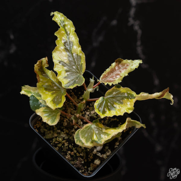 Begonia 'Dainty Spray' variegated (wk2-A)