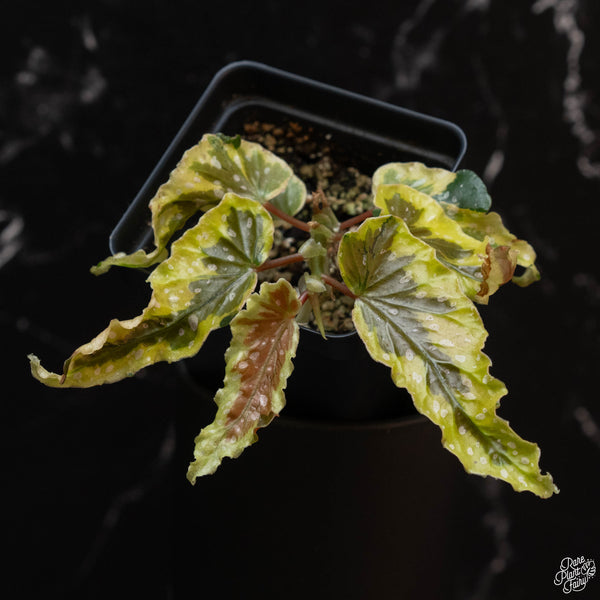 Begonia 'Dainty Spray' variegated (wk2-A)