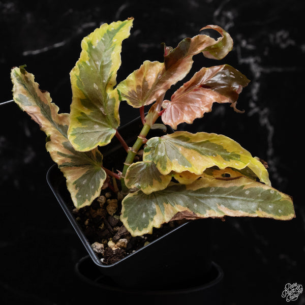 Begonia 'Dainty Spray' variegated (wk4-A)